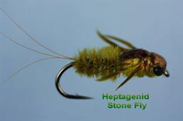 Heptagenid Bug